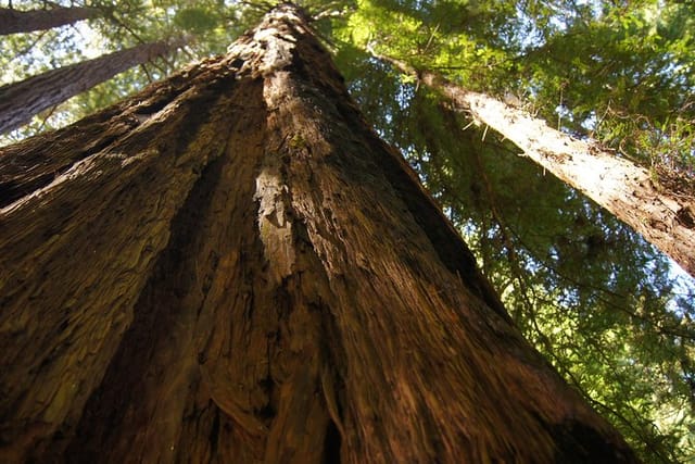 Muir Woods Visit with San Francisco Hop-On Hop-Off Tour - Photo 1 of 10